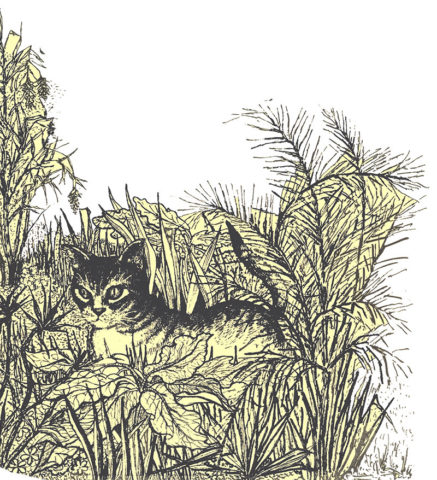 Billy Billy the Cat