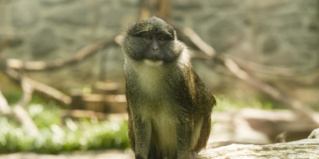 Allen's Swamp Monkey