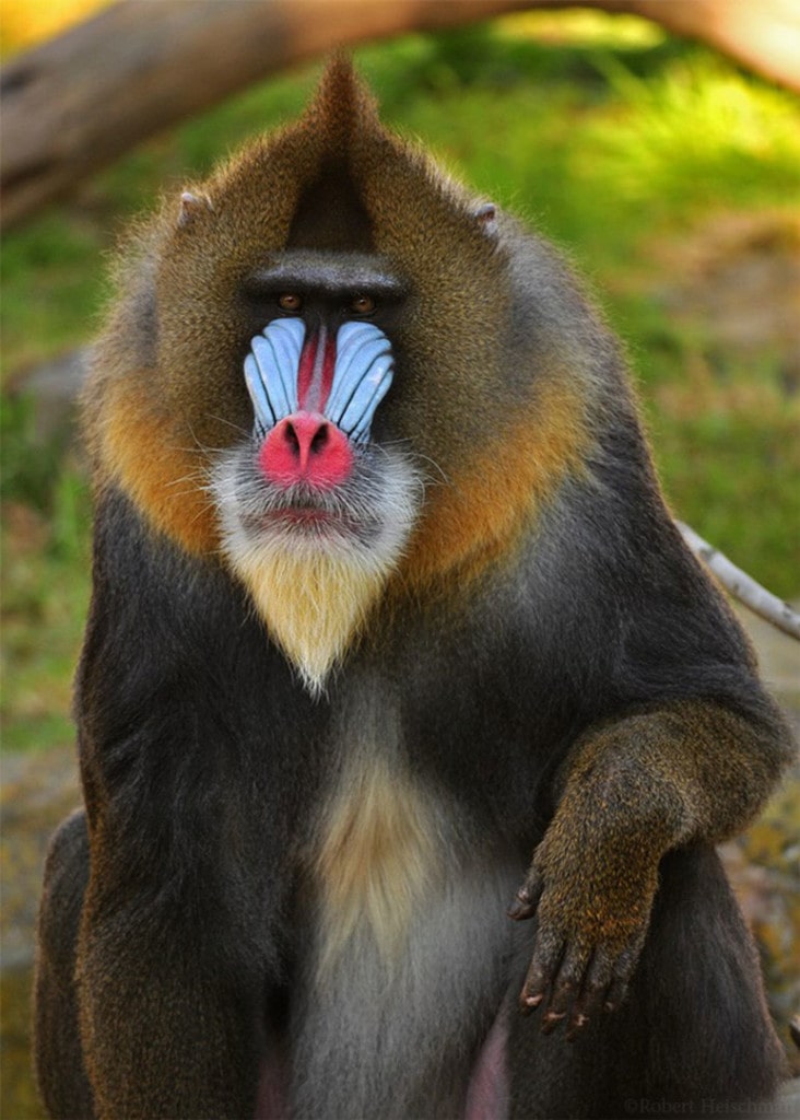 Mandrill Photo of Mandrill