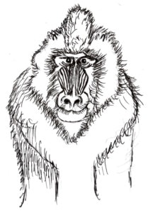 Line drawing of Mandrill to color