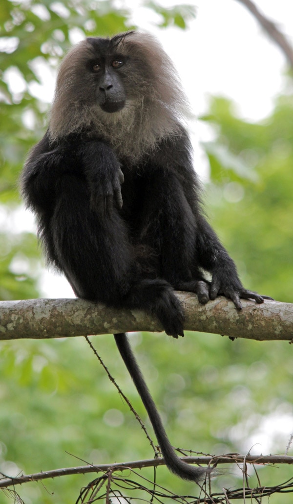Lion-tailed Macaque – Caps for Sale