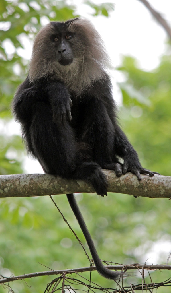 Lion-tailed Macaque