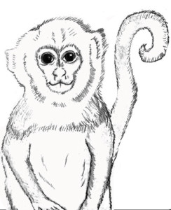 Capuchin Monkey to Color