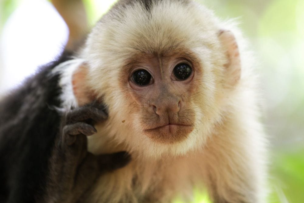 Capuchin Monkey