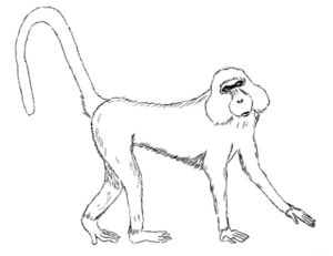 Drawing of Kipunji Monkey