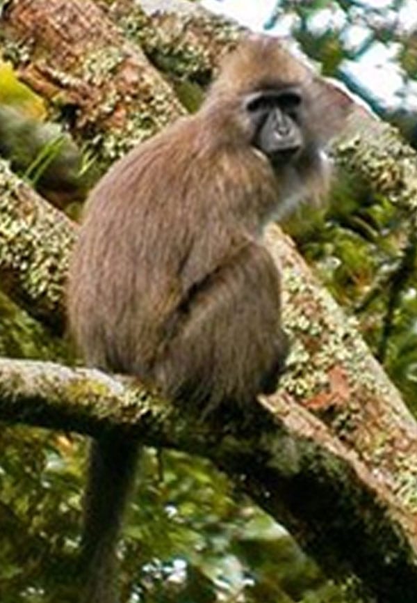 Kipunji Monkey sitting in tree