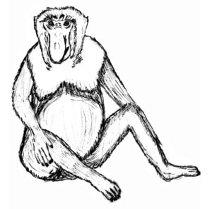 Proboscis Monkey to Color