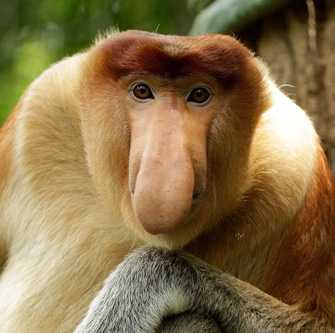 Face of Proboscis Monkey