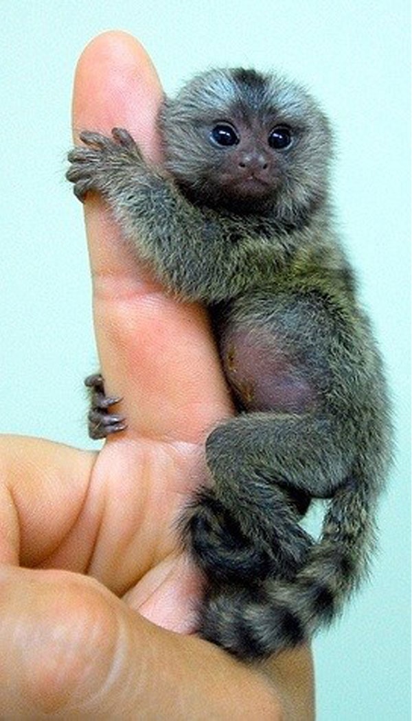 Pygmy Marmoset holding on to human finger