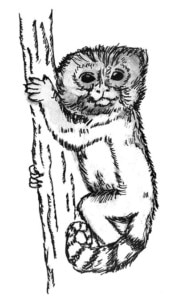 Pygmy Marmoset drawing