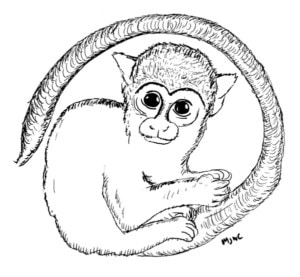 Drawing of Squirrel Monkey