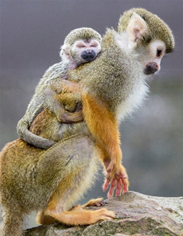 Squirrel-Monkey Squirrel Monkey with Young