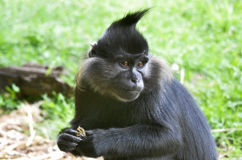 Black Crested Mangabey Black Crested Mangabey